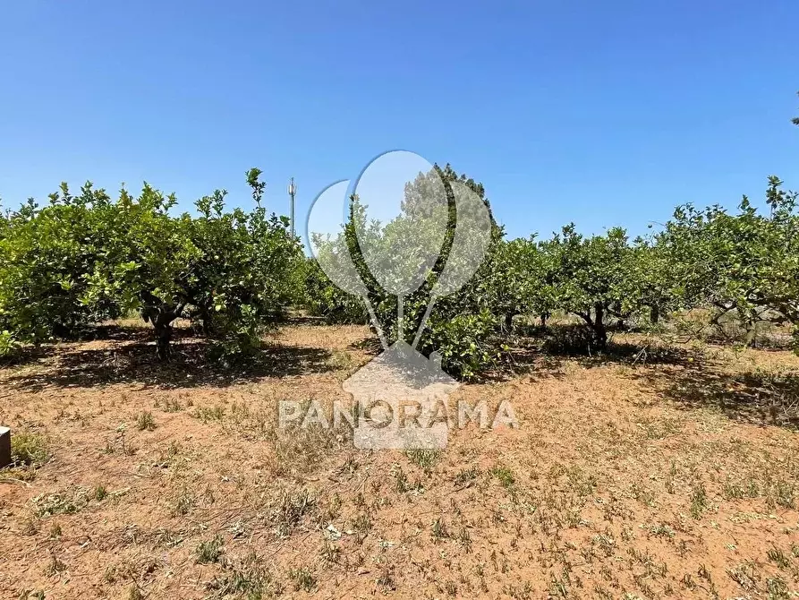 Immagine 3 di Terreno in vendita  in Contrada Telegrafo a Balestrate