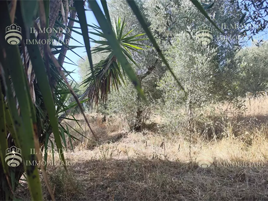 Immagine 1 di Terreno in vendita  in Strada di San Giovanni in Argentell, snc. a Palombara Sabina