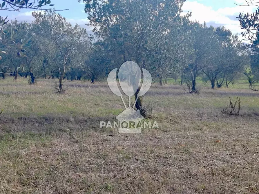 Immagine 22 di Terreno in vendita  in Contrada Manostalla a Balestrate