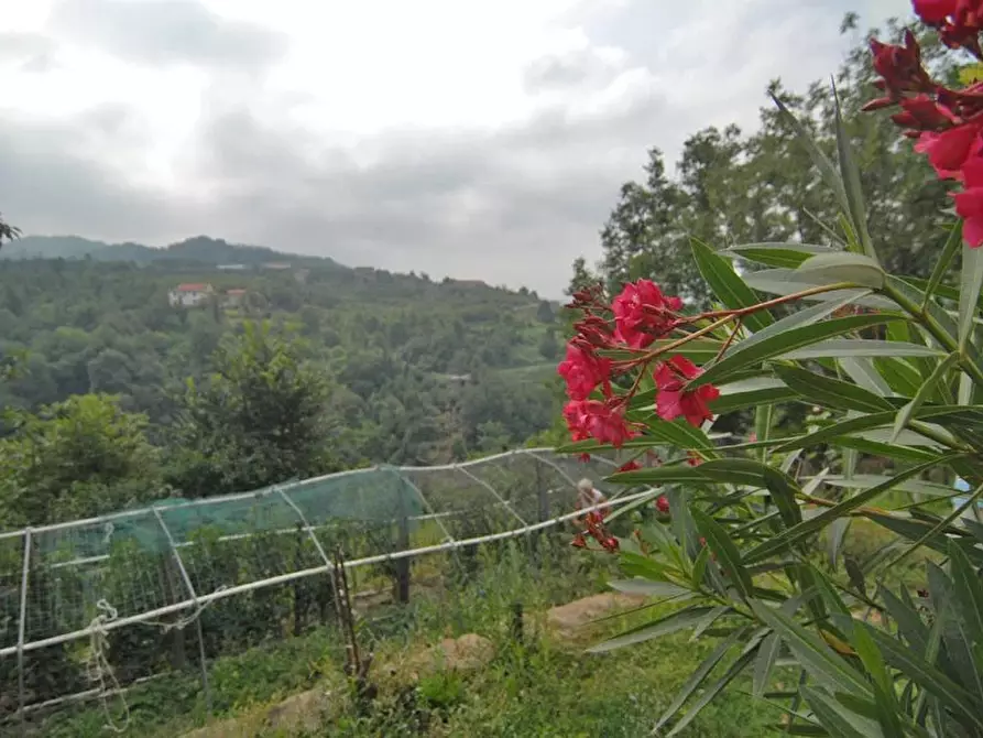 Immagine 5 di Terreno edificabile in vendita  a Bergolo