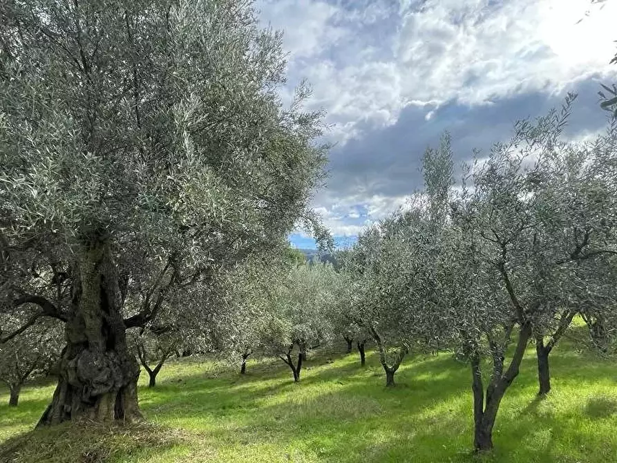 Immagine 2 di Terreno in vendita  in contrada Croce D'Alli, Bisignano, CS a Bisignano