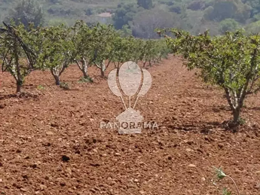 Immagine 16 di Terreno in vendita  in Via Adda Partinico a Partinico