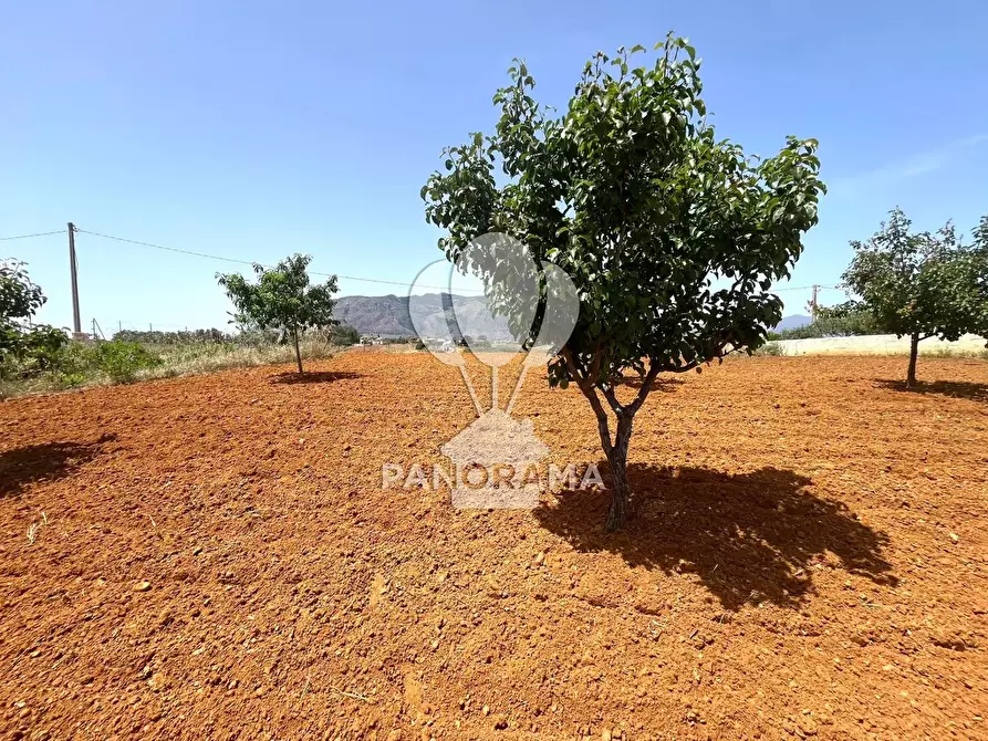 Immagine 5 di Terreno in vendita  in Contrada Vallone del Lupo a Alcamo