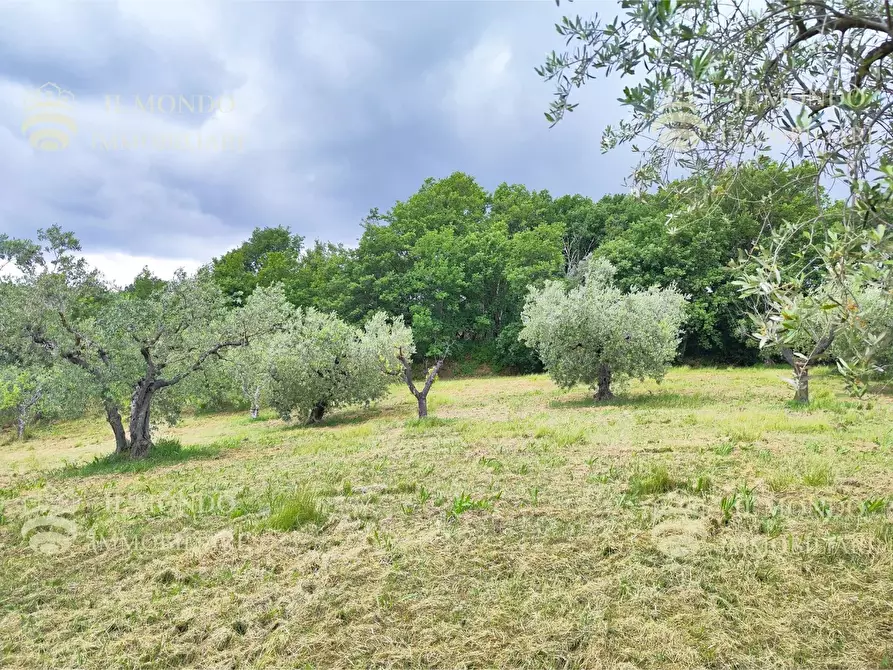 Immagine 5 di Casa bifamiliare in vendita  in Strada di Colle Fagiano a Palombara Sabina
