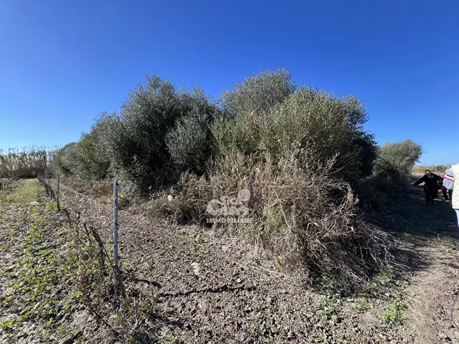 Immagine 5 di Terreno in vendita  a Marsala