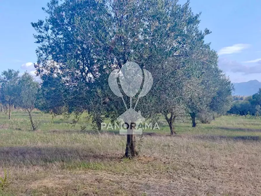 Immagine 24 di Terreno in vendita  in Contrada Manostalla a Balestrate