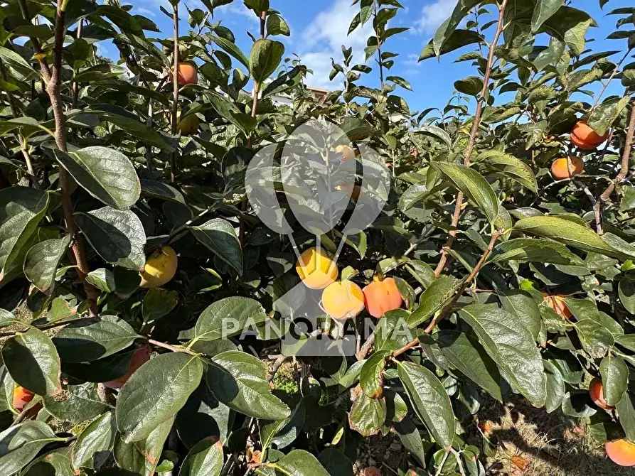 Immagine 4 di Terreno in vendita  in Contrada Timpi Rossi a Alcamo