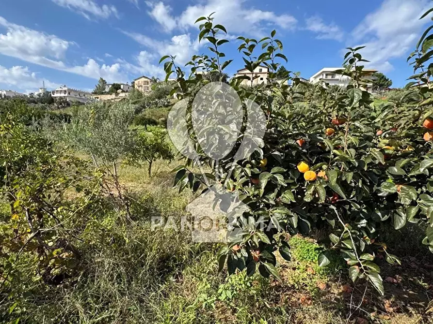 Immagine 24 di Terreno in vendita  in Contrada Timpi Rossi a Alcamo