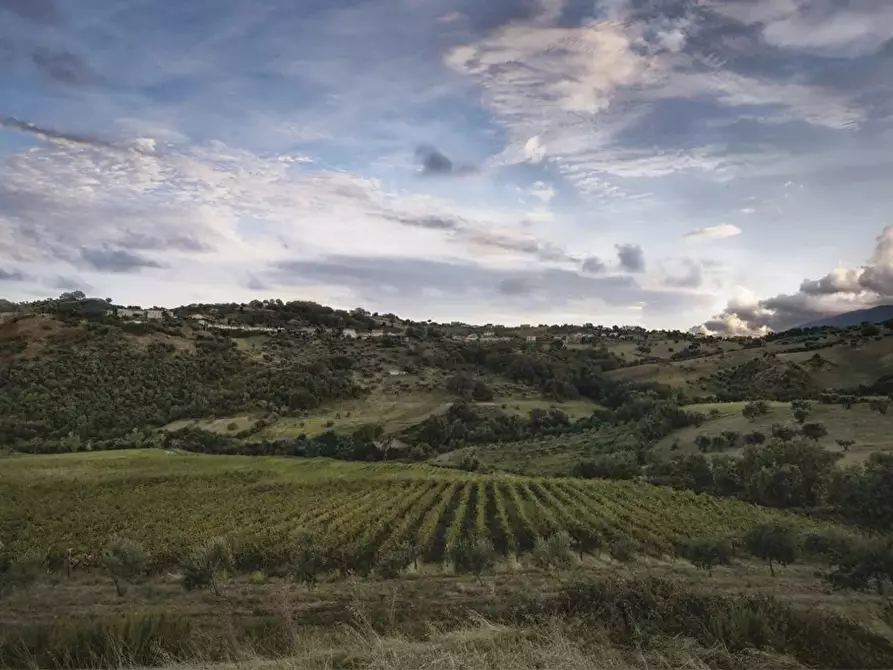 Immagine 4 di Terreno in vendita  a Montalto Uffugo