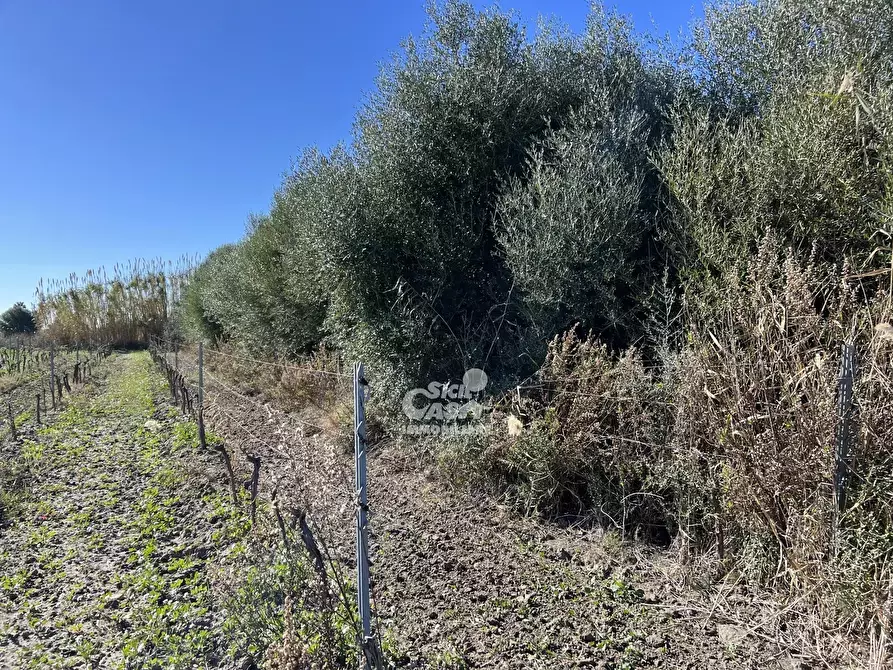 Immagine 3 di Terreno in vendita  a Marsala