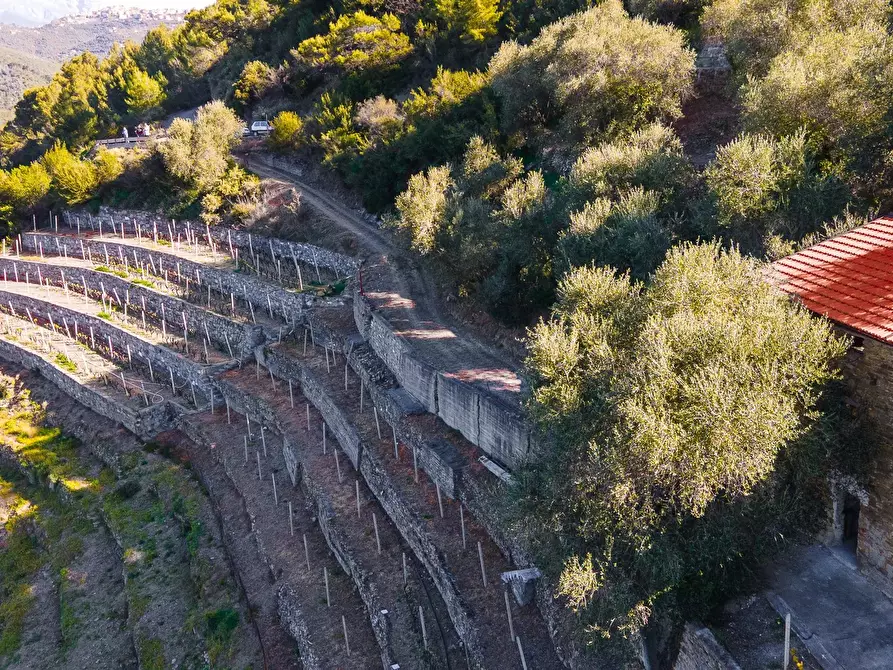 Immagine 3 di Terreno in vendita  a San Biagio Della Cima
