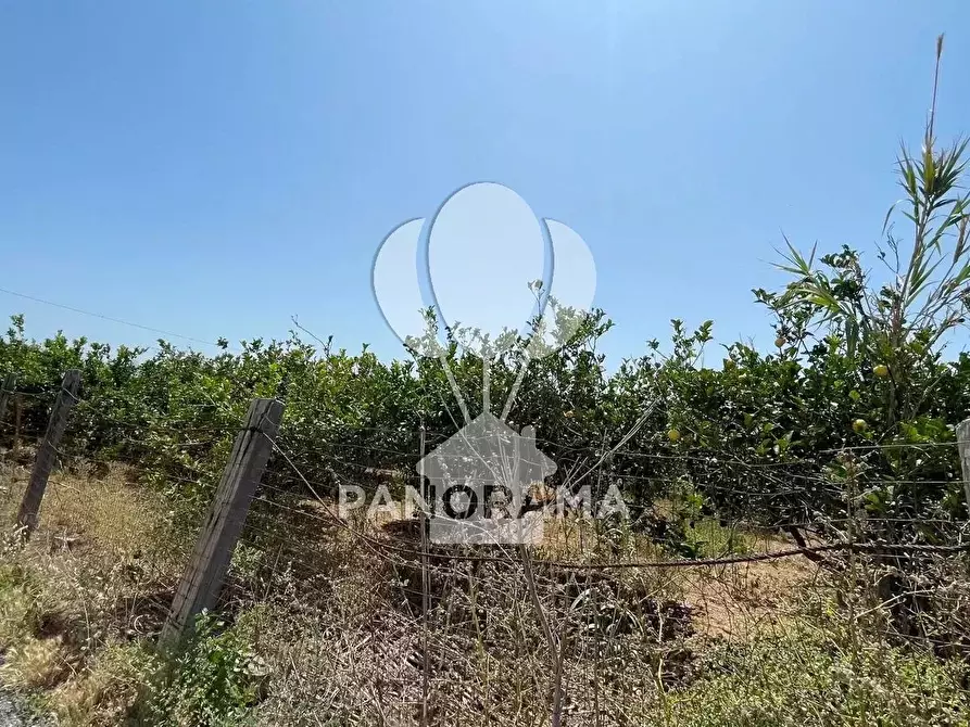 Immagine 12 di Terreno in vendita  in Contrada Telegrafo a Balestrate