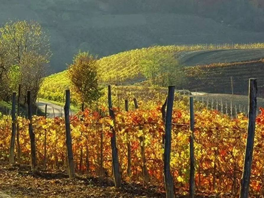 Immagine 1 di Terreno in vendita  a Monforte D'alba