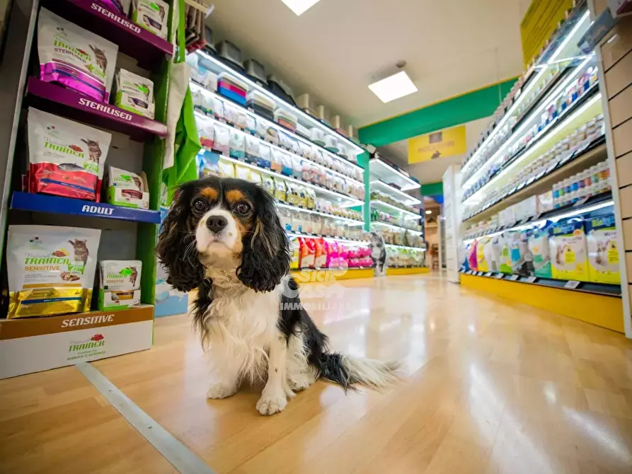 Immagine 11 di Attico in affitto  a Marsala