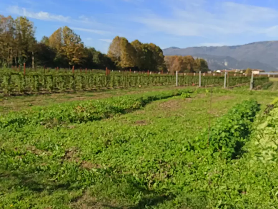 Immagine 2 di Terreno edificabile in vendita  a Vittorio Veneto