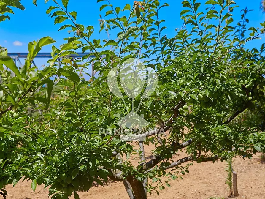 Immagine 36 di Terreno edificabile in vendita  in  contrada Forgia a Balestrate