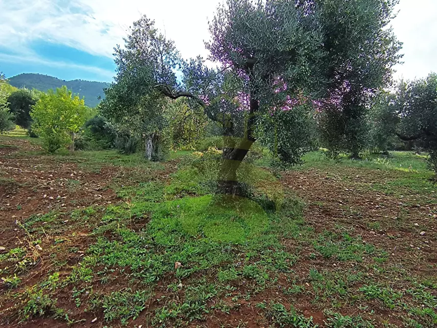 Immagine 1 di Terreno in vendita  in Località Salvia a Palombara Sabina