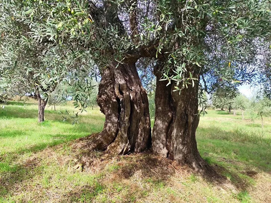 Immagine 1 di Terreno in vendita  in contrada Croce D'Alli, Bisignano, CS a Bisignano