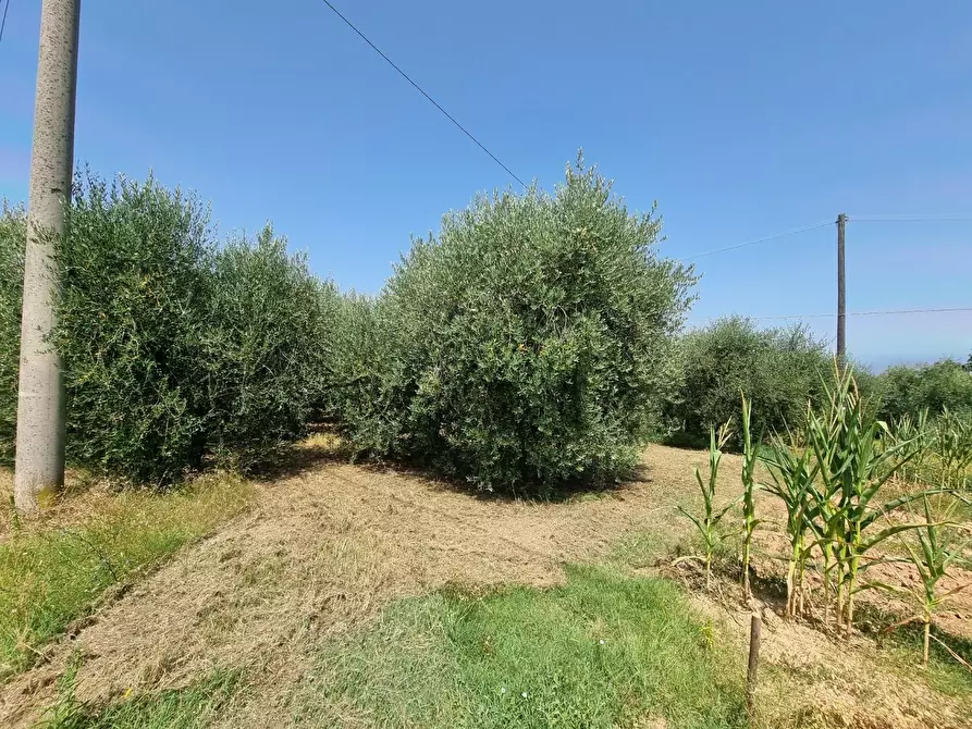 Terreno agricolo in vendita a Santa Maria A Monte