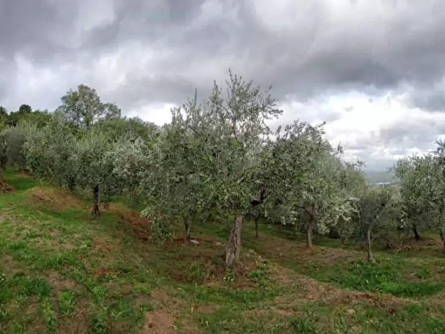 Terreno agricolo in vendita a Capannori