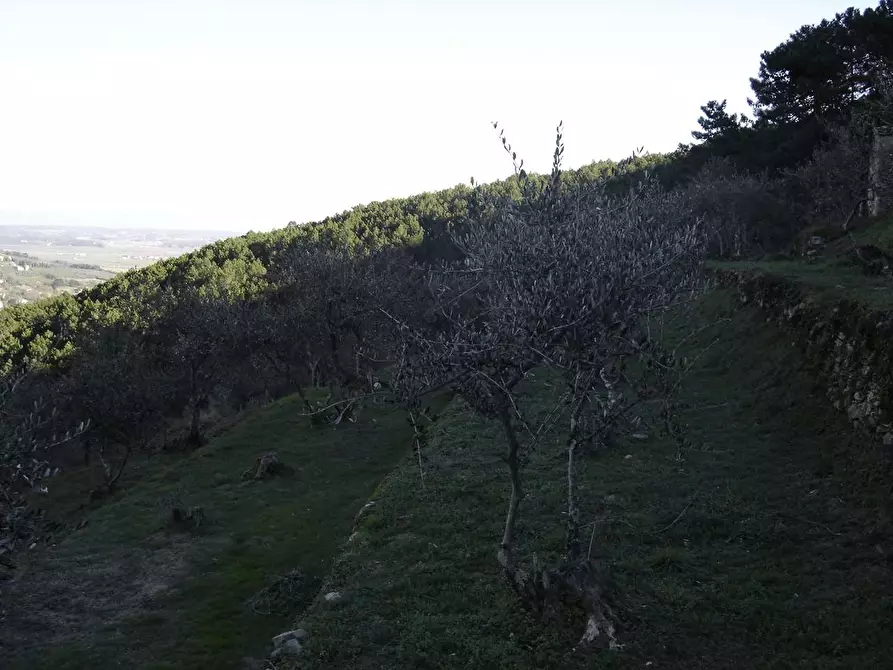 Immagine 8 di Casa colonica in vendita  a Buti