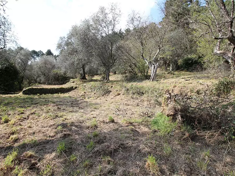 Immagine 19 di Casa colonica in vendita  a Buti