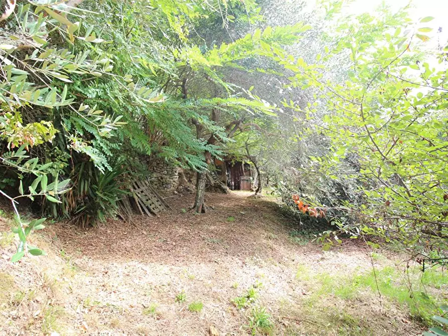 Immagine 57 di Casa colonica in vendita  a Buti