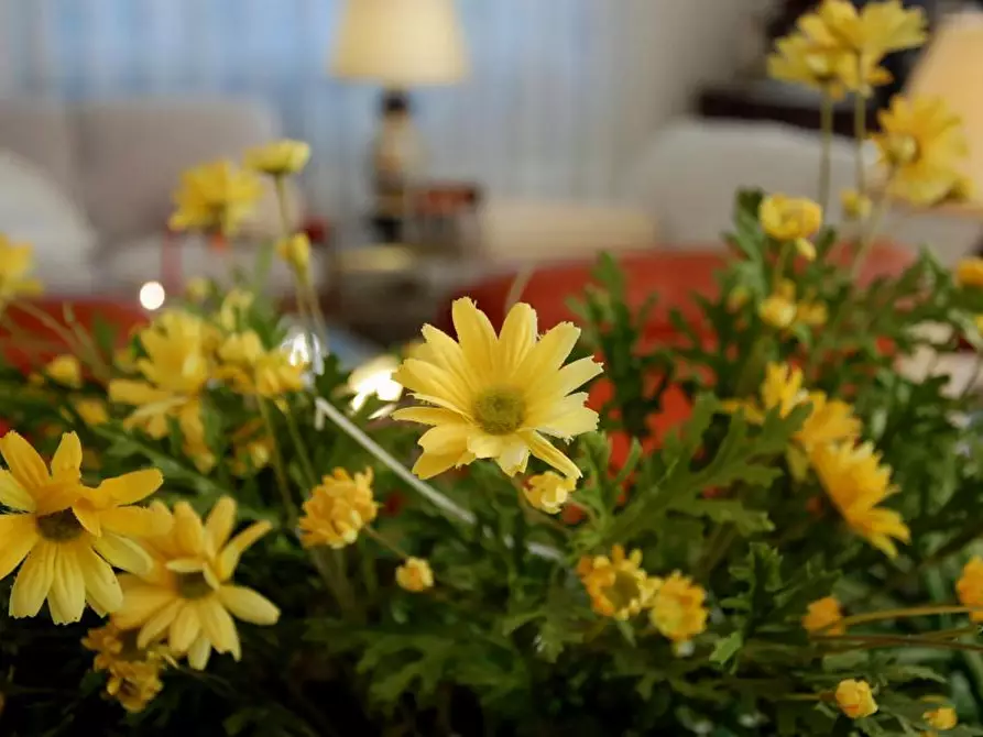 Immagine 14 di Villa in vendita  a Pisa