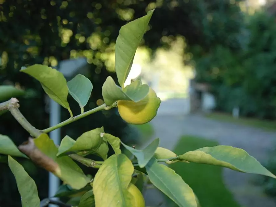 Immagine 22 di Villa in vendita  a Pisa