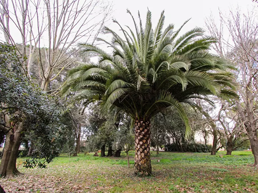 Immagine 15 di Villa in vendita  a San Giuliano Terme