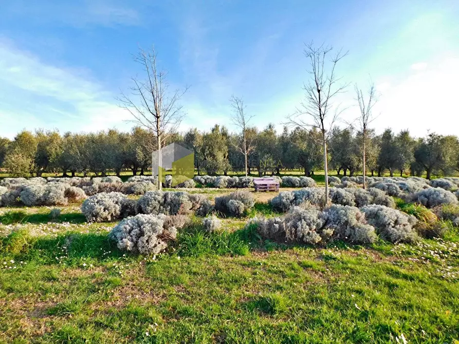 Immagine 43 di Villa in vendita  a Vecchiano