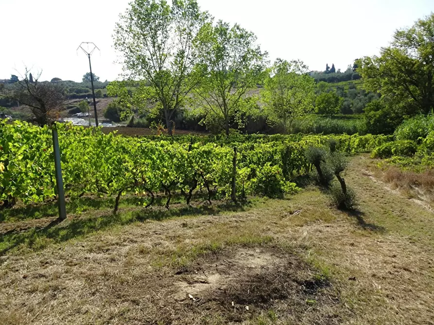 Immagine 3 di Terreno agricolo in vendita  a Capannoli