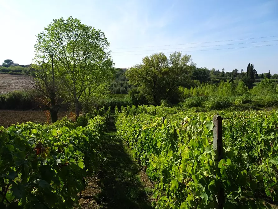 Immagine 1 di Terreno agricolo in vendita  a Capannoli