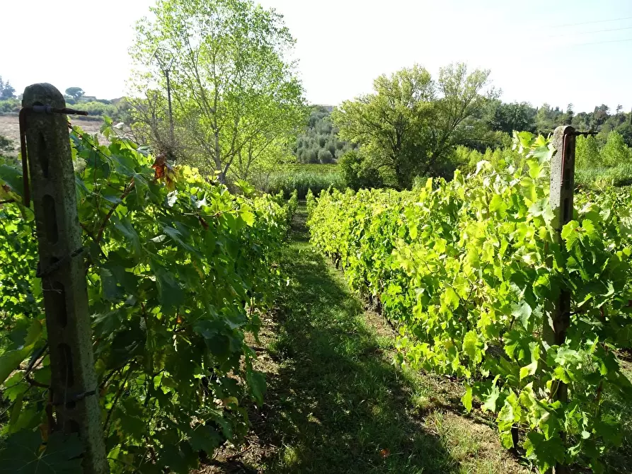 Immagine 2 di Terreno agricolo in vendita  a Capannoli