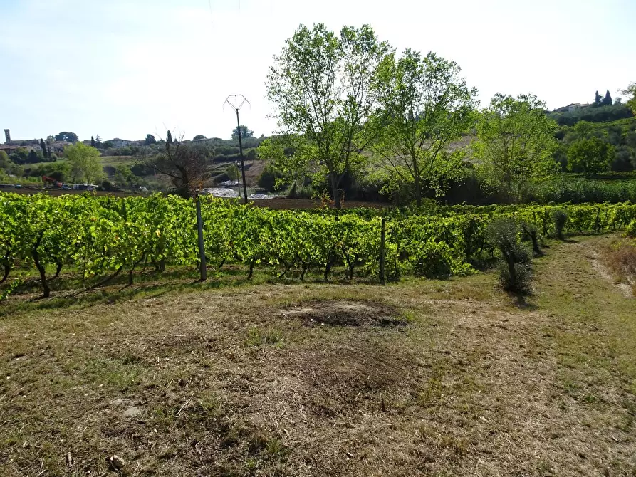 Immagine 4 di Terreno agricolo in vendita  a Capannoli