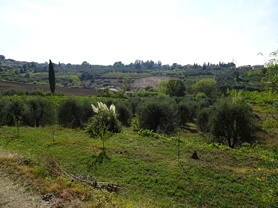 Immagine 7 di Terreno agricolo in vendita  a Capannoli