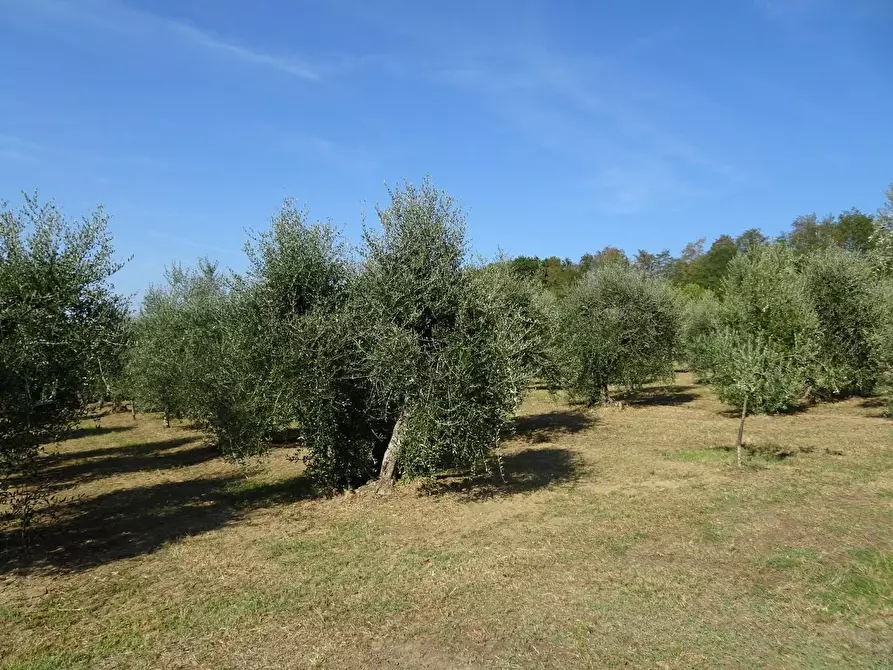 Immagine 6 di Terreno agricolo in vendita  a Capannoli
