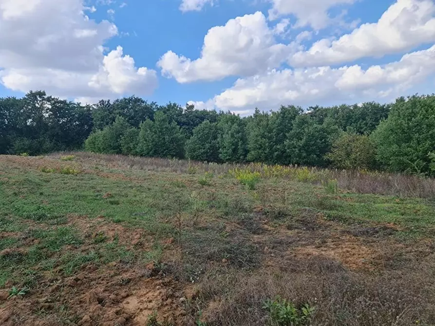 Immagine 5 di Terreno agricolo in vendita  a Colle Di Val D'elsa