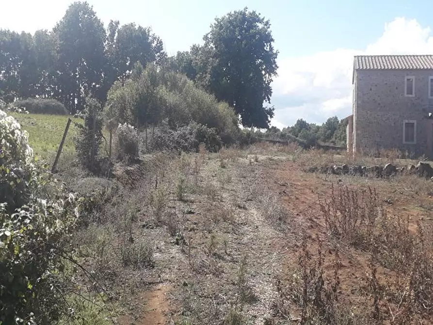 Immagine 3 di Rustico / casale in vendita  a Manciano