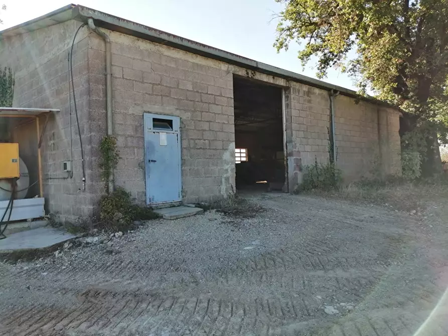 Immagine 24 di Azienda agricola in vendita  a Murlo