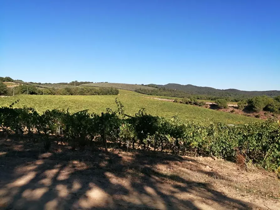 Immagine 41 di Azienda agricola in vendita  a Murlo