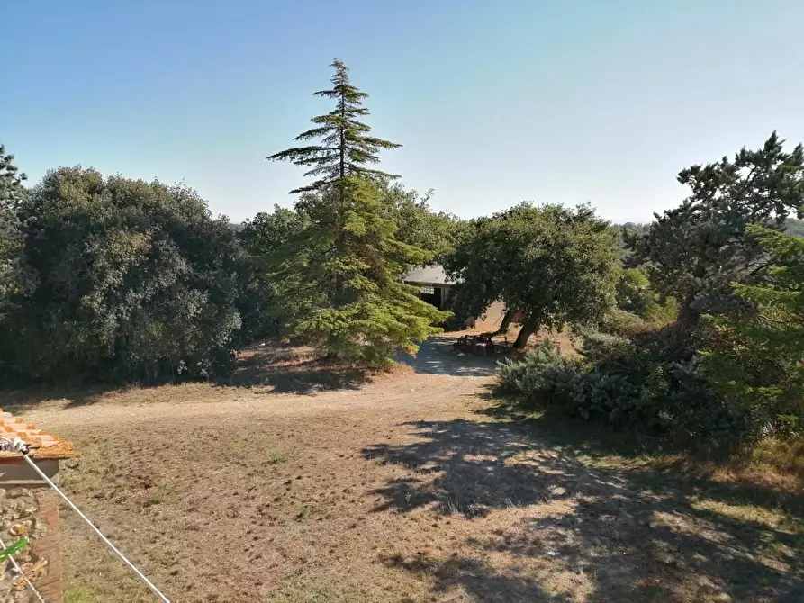 Immagine 39 di Azienda agricola in vendita  a Murlo