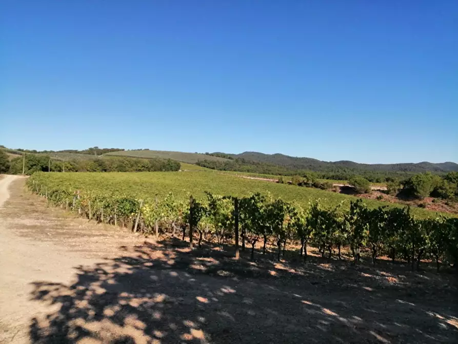 Immagine 42 di Azienda agricola in vendita  a Murlo