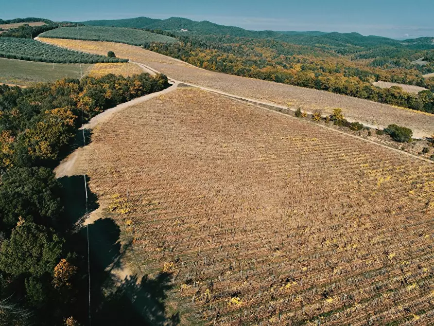 Immagine 56 di Azienda agricola in vendita  a Murlo