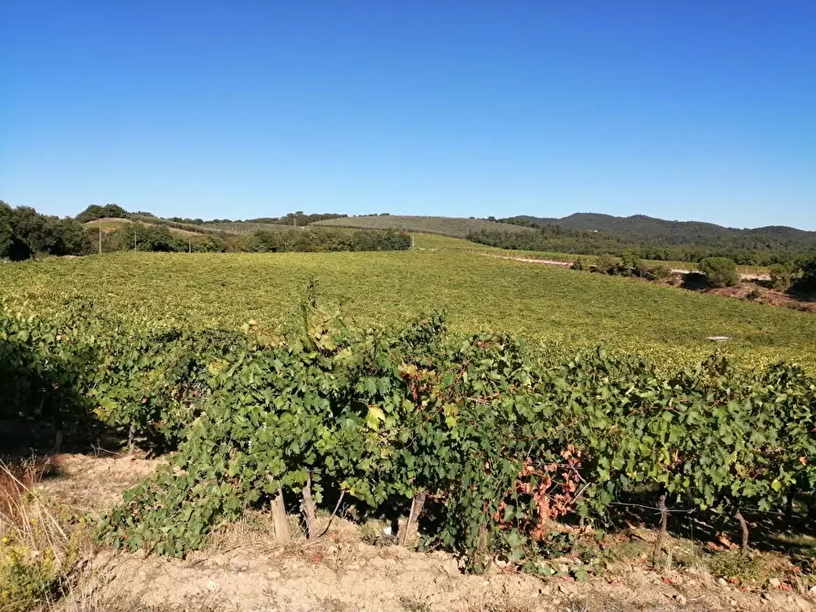 Immagine 40 di Azienda agricola in vendita  a Murlo