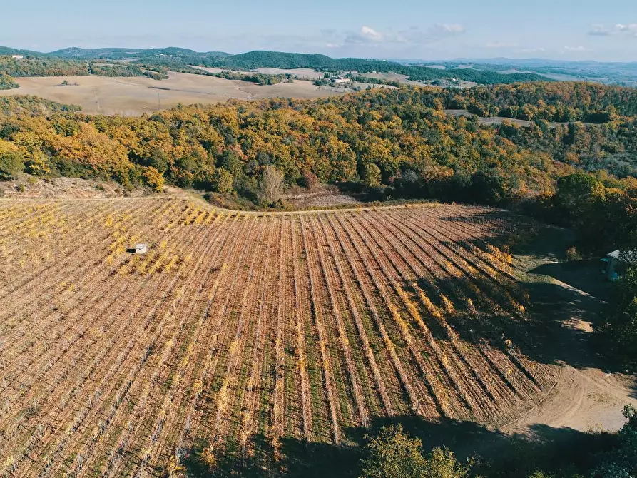 Immagine 55 di Azienda agricola in vendita  a Murlo