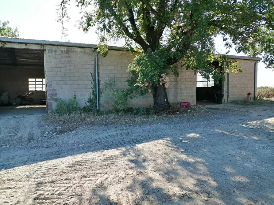 Immagine 49 di Azienda agricola in vendita  a Murlo