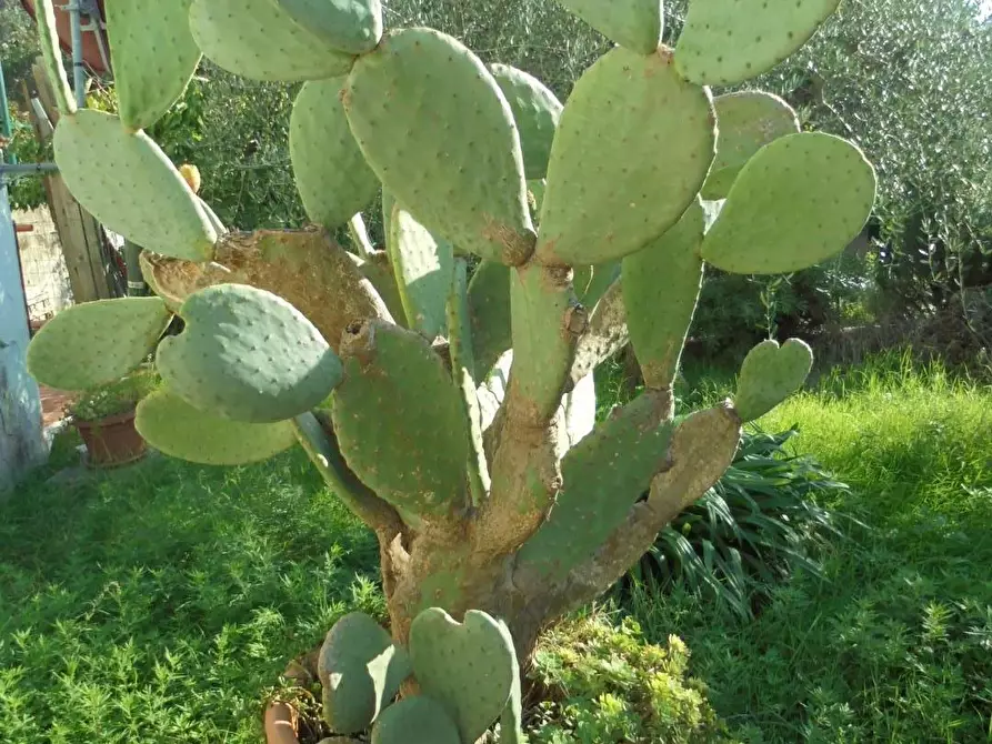 Immagine 36 di Appartamento in vendita  a Massa