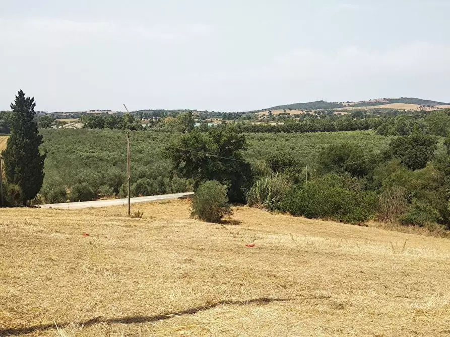 Immagine 1 di Azienda agricola in vendita  a Grosseto