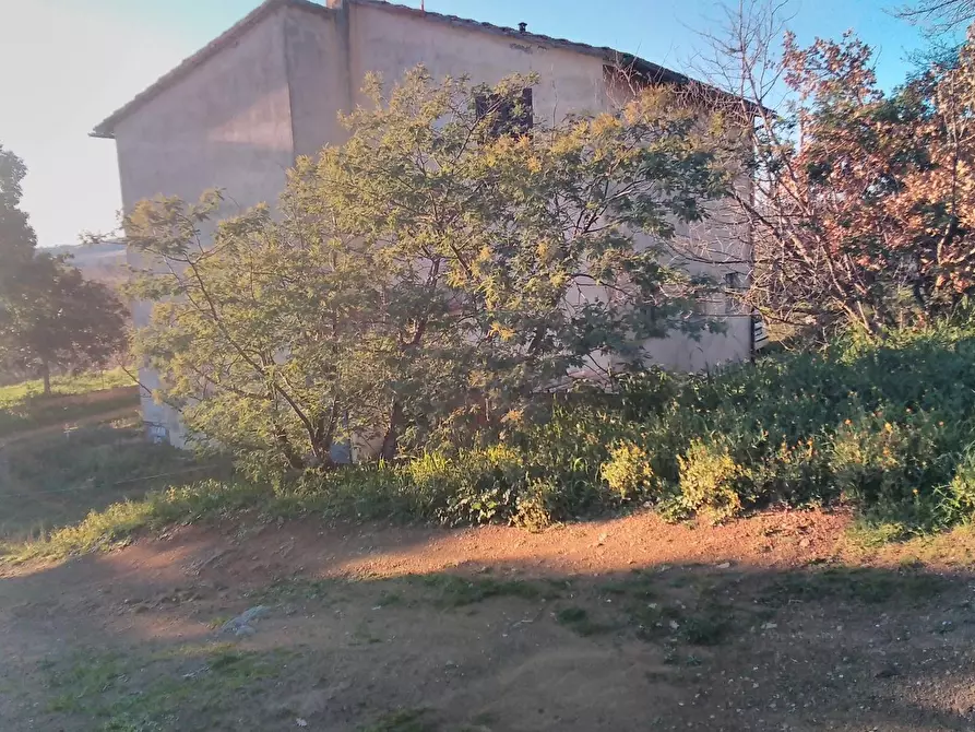 Immagine 3 di Azienda agricola in vendita  a Grosseto